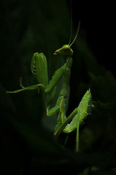 green praying mantis on a leaf 