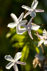 Close-up image of white and red Jasmine blooming in Grasse, for perfume industry, France