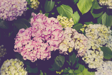Blooming hydrangea in the summer park
