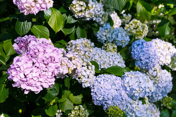Blooming hydrangea in the summer park
