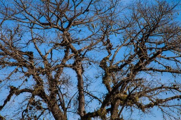 tree branches against sky