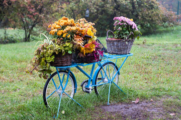 Fototapeta na wymiar Autumn bouquet of yellow and orange flowers, red berries and maple leaves lying in a basket on an old bicycle against rural fence