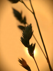 bird of paradise