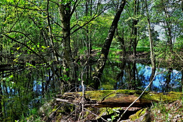 Czech Republic-view of the wetland in a nature reserve near Pametnik