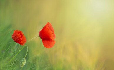 Three red poppies on the background of the field during sunset or sunrise. Natural background with copy space