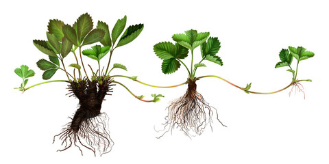Realistic illustration of a strawberry seedling. Stages of growth and development of a strawberry seedling, the reproductive system. Stages of vegetative reproduction of plants. Old and young roots.