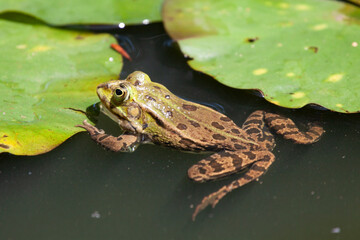 Frog swimming in a pond