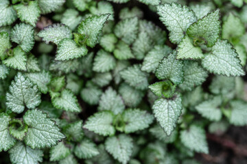 Natural background from young plants of a Lamium. Selective focus. Natural vegetative texture.