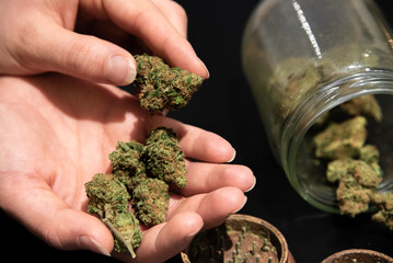 Cannabis buds in a hand and other smoking utensils on a table