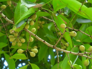 SAMSUNG CAMERA PICTURES