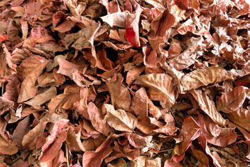 The fallen leaves on the ground