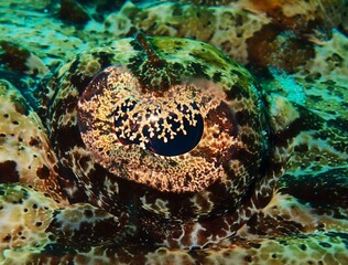 Crocodile fish eye