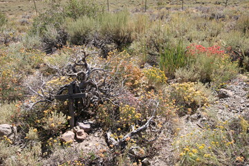 Photos in and Around Bodie State Park