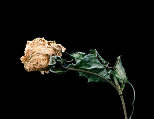 Rose. Dried dead flower isolated on black background. Sample of a flower in oriental style with pastel colors.