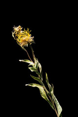 Dried dead Dandelion flower isolated on black background. Sample of a flower in oriental style with pastel colors.