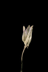 Dried dead freesia flower isolated on black background. Sample of a flower in oriental style with pastel colors.