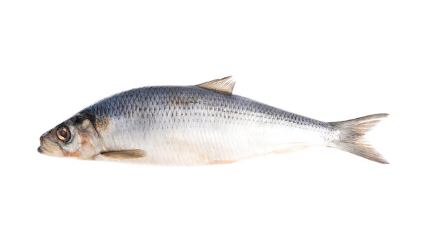 fresh herring on white background