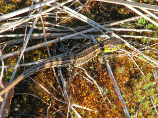 Lizard, side view. International scientific name: podarcis tauricus. Early spring. Lizard basks in the sun, on bright forest moss. 