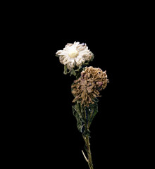 Aster. Dried dead flower isolated on black background. Sample of a flower in oriental style with pastel colors.