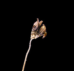 Dried dead marigold flower isolated on black background. Sample of a flower in oriental style with pastel colors.