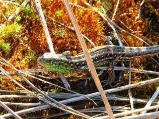  Lizard on bright forest moss. International scientific name: podarcis tauricus. Early spring. Lizard basks in the sun.
