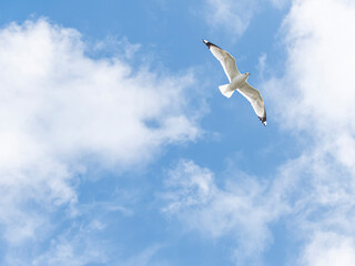 Ring Billed Sea Gull in Flight on Pastel Blue Cloudy Sky