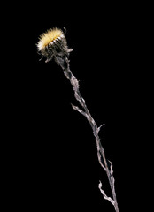 Dried dead Dandelion flower isolated on black background. Sample of a flower in oriental style with pastel colors.