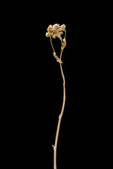 Dried dead flower isolated on black background. Sample of a flower in oriental style with pastel colors.