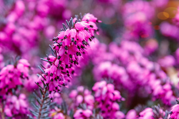 Erica carnea ( winter heath, winter-flowering heather, spring alpine heath ) pink Flowers. Flowering Erica carnea Ornamental plant. - obrazy, fototapety, plakaty