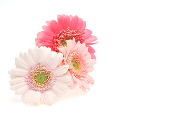 シャクヤクの花首 Wall Mural Wallpaper Murals Wallsheaven Cat Smile