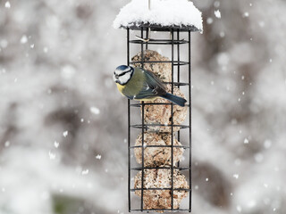 A Blue Tit (Cyanistes caeruleus) on a bird feeder in the snow