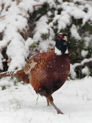 A male Pheasant (Phasianus colchicus) looking for food in the snow.