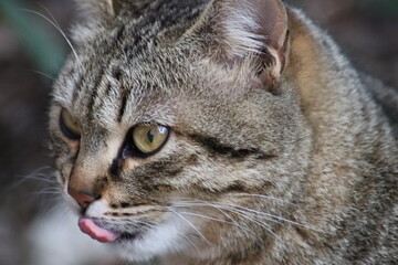cat playing in the garden