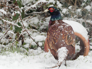 A male Pheasant (Phasianus colchicus) looking for food in the snow.