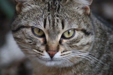 cat playing in the garden