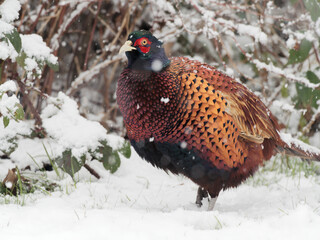 A male Pheasant (Phasianus colchicus) looking for food in the snow.
