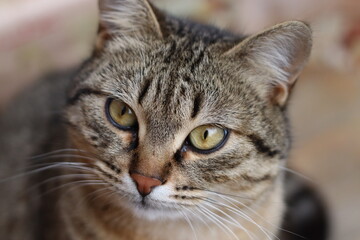 cat playing in the garden