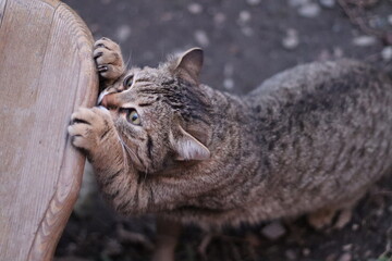 cat playing in the garden