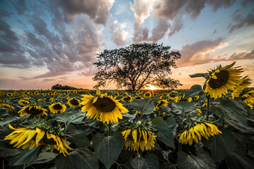 Sunflowers and lone tree at sunset
