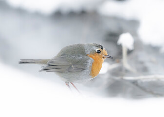 A smal robin is feeding during a cold winter in Norway.