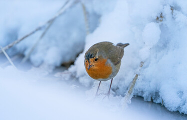 A smal robin is feeding during a cold winter in Norway.