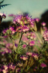 Kwiecista łąka © Studio Migafka