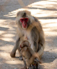 Japanese macaque
