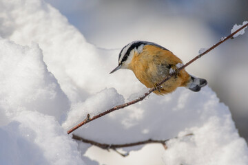 Red-breasted Nuthatch in Snow