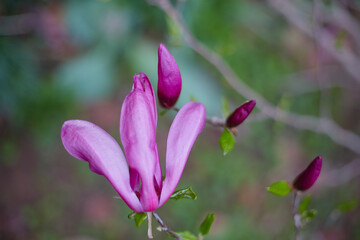 Blooming Lily Magnolia (Magnolia liliiflora) - close-up of the flowers