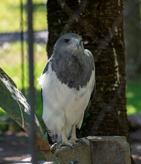 Black-chested buzzard-eagle