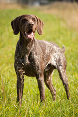 lovely german shorthaired pointer hunting dog standing on a field