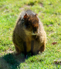 Marmot