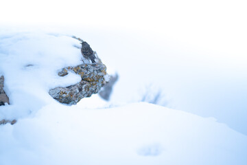 IMAGE OF A ROCK IN EXTREME CONDITIONS. WHITE BACKGROUND IN HARSH WINTER CONDITIONS. COLD AND BAD WEATHER CONCEPT.