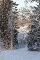 Evening in the winter park. Pavlovsk, the vicinity of St. Petersburg. Russia